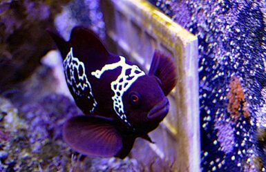 Lightning Maroon Clownfish spawns its first clutch of eggs | Reef ...