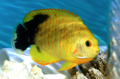 Xanthic Eibl’s Angelfish is a cleverly disguised impostor of the ...