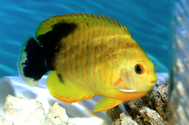 xanthic-eibl-angelfish-Tigerpyge-1