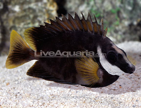 Black Foxface Siganus Niger You Haven T Seen A Rabbitfish Like This Reef Builders The Reef And Saltwater Aquarium Blog