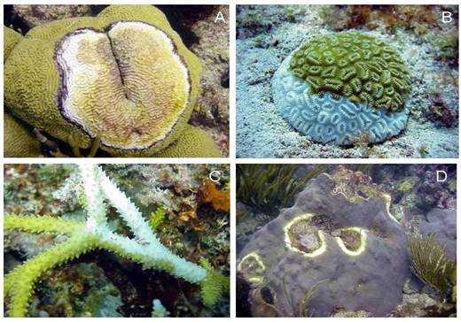 Aquarium coral diseases get chronicled and detailed in dedicated ...