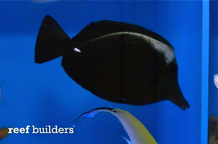 Black Tang - Tangs - Saltwater Fish