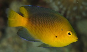 Pomacentrus maafu is Tonga and Fiji’s newest species of damselfish ...