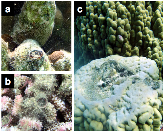 Vermetid Snails Are Bad For Stony Corals Coral Crabs Keep Em In