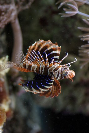 Parapterois heterura, the most gorgeous of the scorpionfish | Reef ...