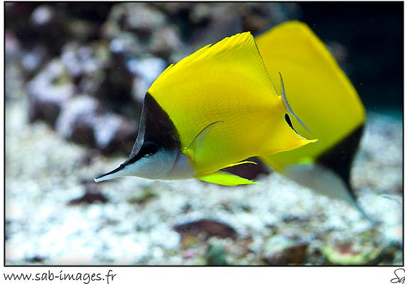 Forcipiger wanai is a new longnose butterflyfish species from ...