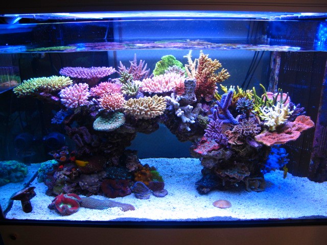 Minimini’s ZEOvit tank in Japan | Reef Builders | The Reef and ...