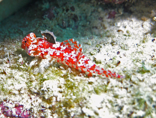 Moyer's dragonet is a brilliant and little known of red scooter blenny | Reef Builders | The and Saltwater Aquarium Blog