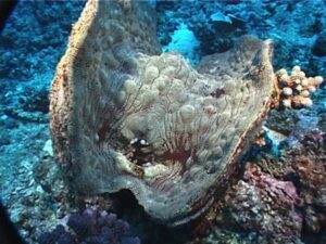 Tridacna tevoroa (T. mbalavuana) revealed up close in never before seen ...