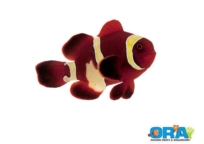 Goldflake Maroon Clownfish from ORA available now, solid gold in the ...