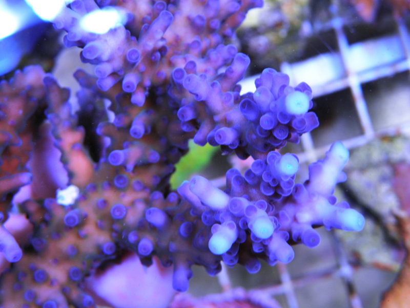 The infamous Cali Tort & Oregon Tort - classic strains of blue Acropora ...