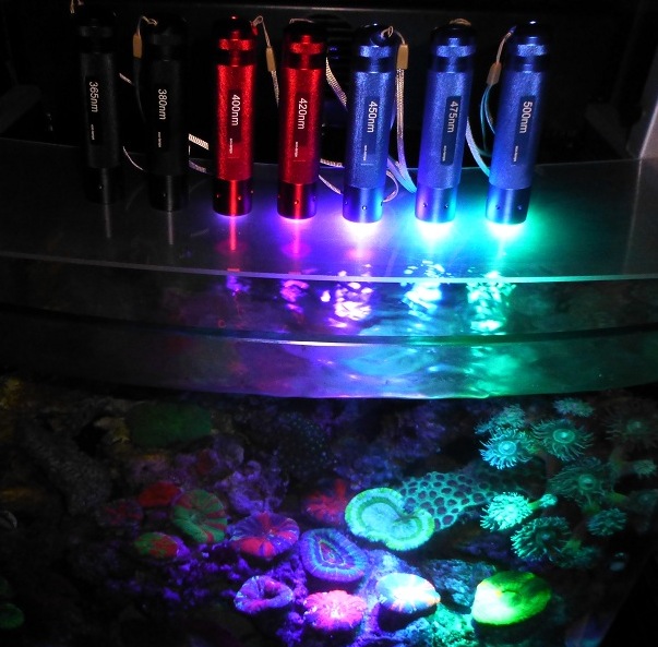 Coral Fluorescent Protein (CFP) Checker Flashlight makes it easier to