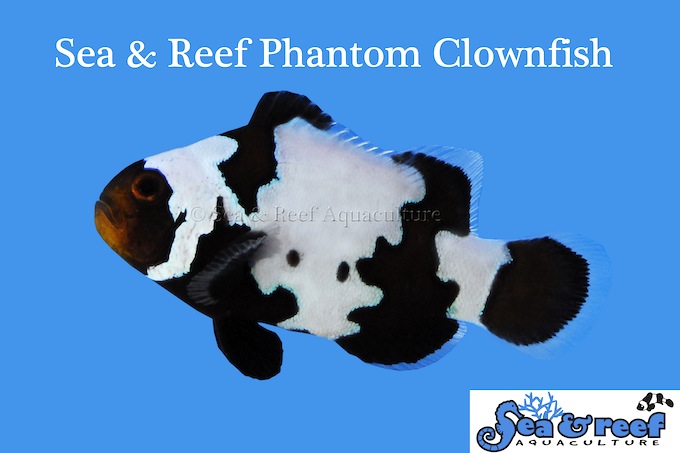 Phantom Clownfish From Sea Reef Reef Builders The Reef And Saltwater Aquarium Blog