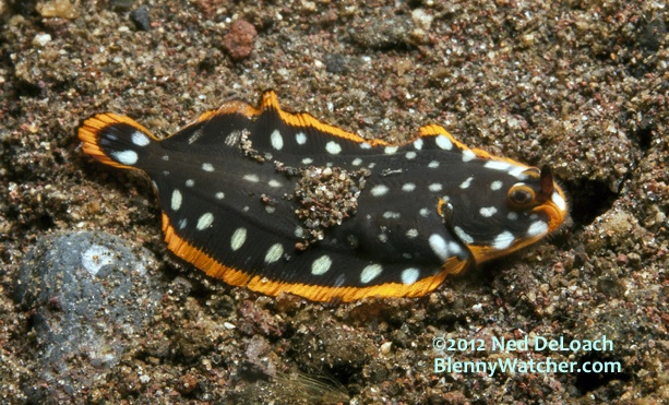 Soleichthys maculosus flounder mimics toxic flatworms to ...