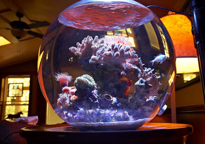Jim's azoox fish bowl is one of the most elaborate of its kind