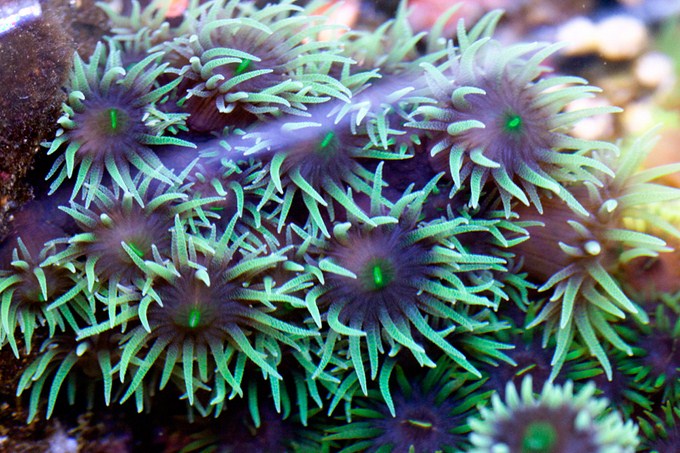 solo consenso Conciencia Tubastraea micrantha, the Black Sun, is the most majestic Azoox coral |  Reef Builders | The Reef and Saltwater Aquarium Blog