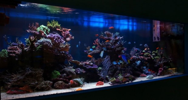 Borut Asjan’s Reef features a dramatic aquascape in Slovania | Reef ...