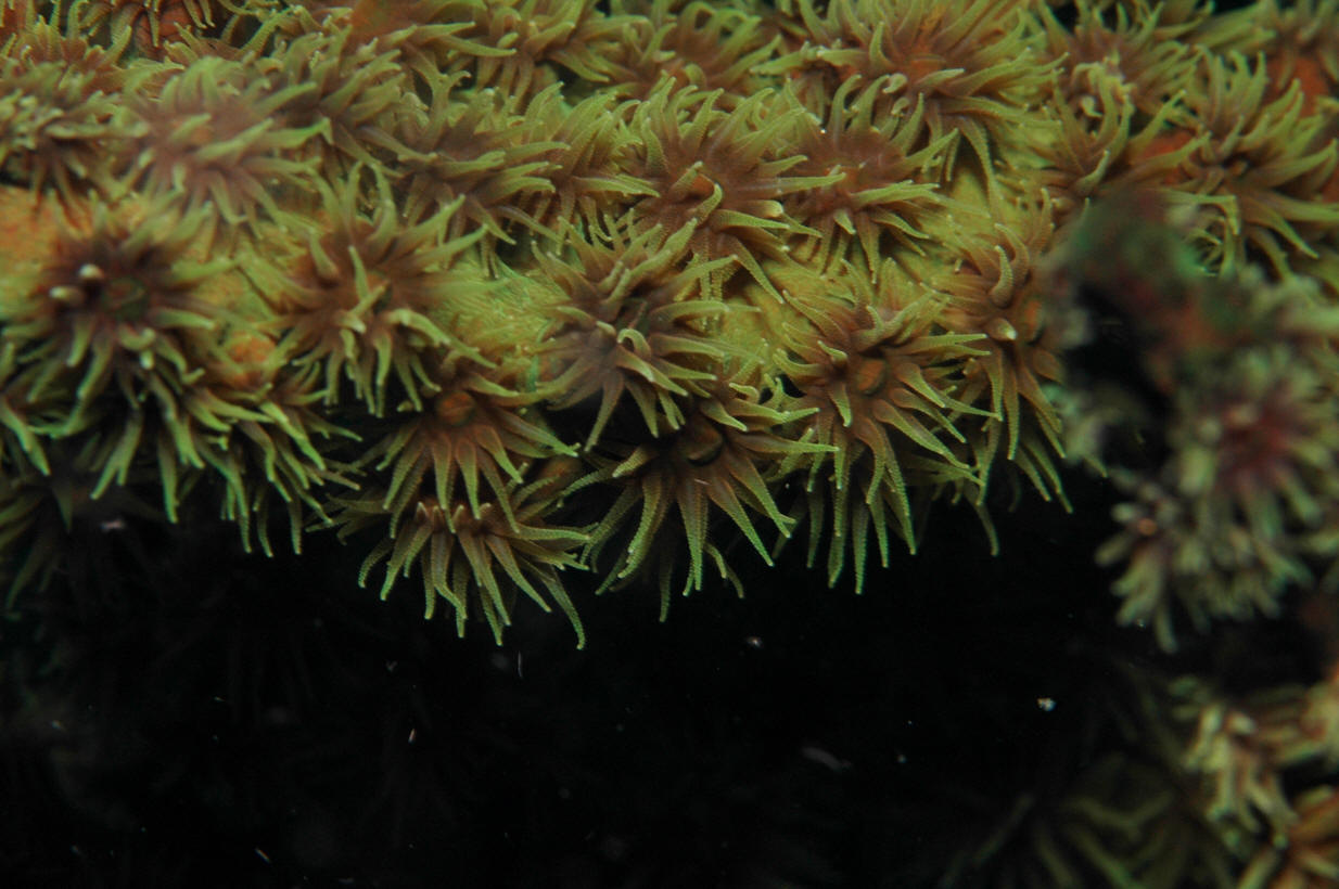 Tubastraea micrantha, the Black Sun, is the most majestic Azoox coral