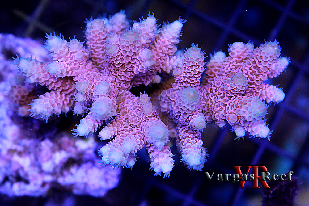 Exotic Sealife International brings in a mother lode of hot corals ...