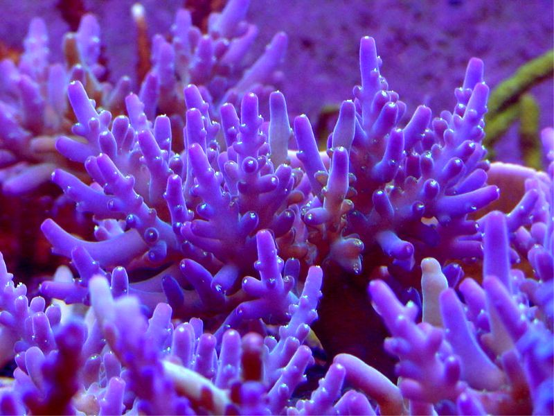 Breaking: NOAA announces the proposal to list 66 stony coral species as ...