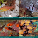 Apogon webpage really shows cardinalfish in splendid glory