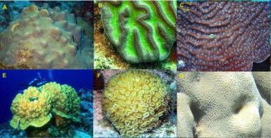 Breaking: NOAA announces the proposal to list 66 stony coral species as ...