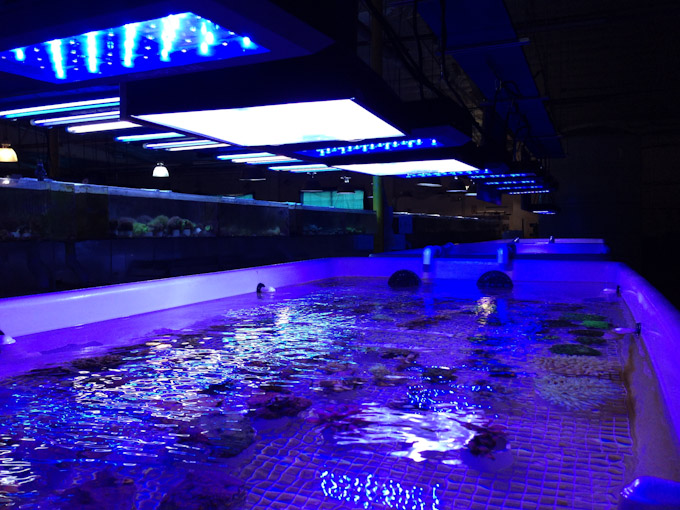 Even the big coral wholesalers are getting cozy with LEDs | Reef ...