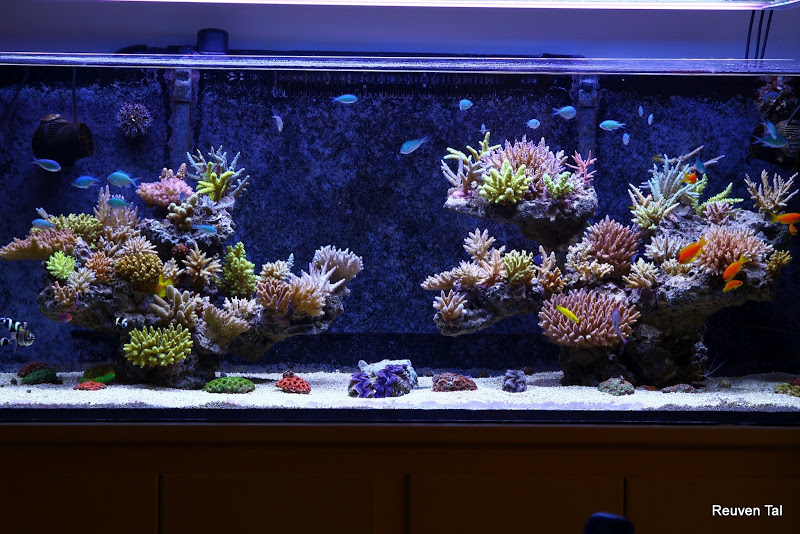 60 Gallon Rimless Tonga Tank- Reef Aquarium 
