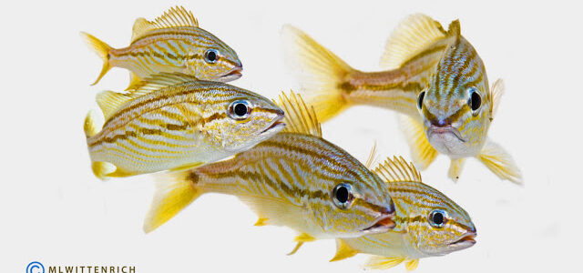 Subadult French Grunts raised at the Tropical Aquaculture Laboratory. Photo by Matt Wittenrich