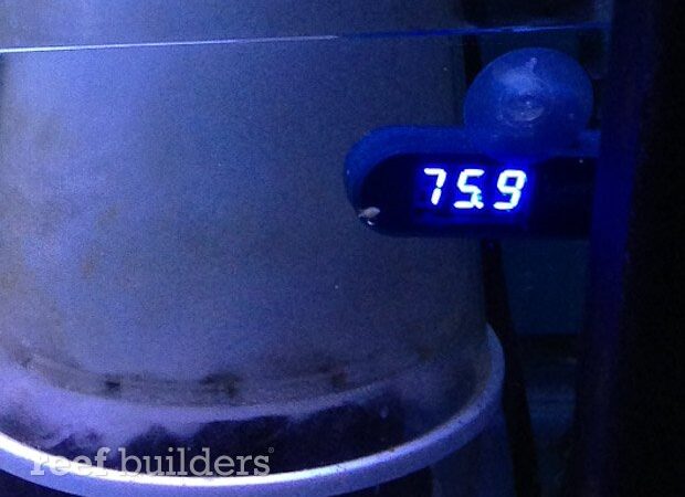 Tag: led thermometer, Reef Builders