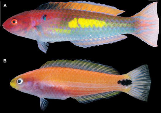 mardi gras wrasse