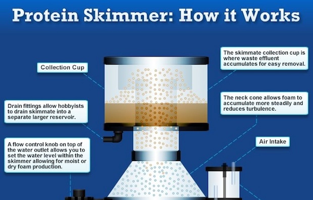 Protein Skimmers infographic by Marine Depot breaks down foam fractionation, Reef Builders