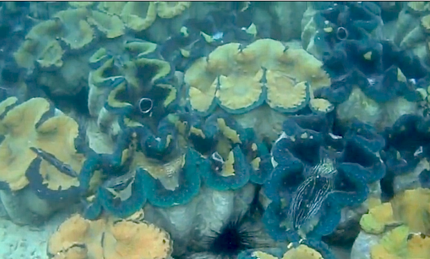 where do giant clams live