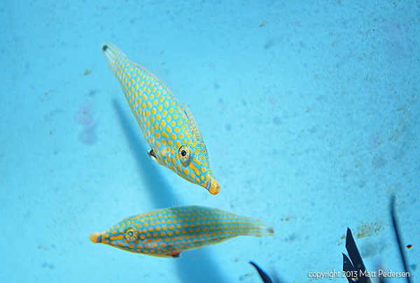 Freshly acclimated pair of Red Sea Harlequin Filefish - Oxymonacanthus longirostris.