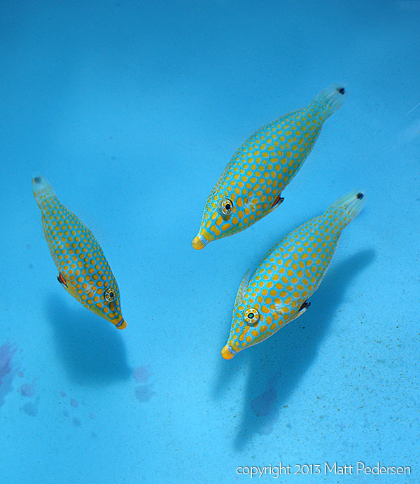 Three Oxymonacanthus halli, the Red Sea Harlequin Filefish, conditioned and delivered by LiveAquaria.com