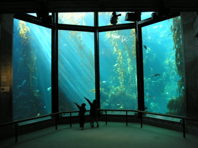 Watch The Monterey Bay Aquarium Kelp Exhibit And More Live In Hd Reef Builders The Reef And Saltwater Aquarium Blog