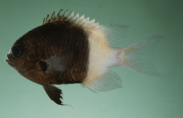 Indian Ocean Chromis fieldi separated from Red Sea C. dimidiata | Reef ...