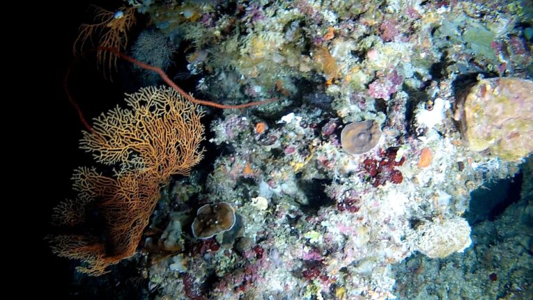 Photosynthetic Leptoseris coral found living deeper than 400 feet ...