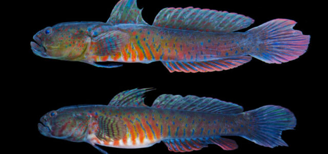 Crested Oyster Goby - Cryptocentroides gobiodes - quite a looker! (image courtesy Matthew L. Wittenrich)