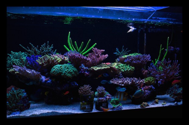 Paul K’s reef from Ireland is as colorful as it is impressive | Reef ...