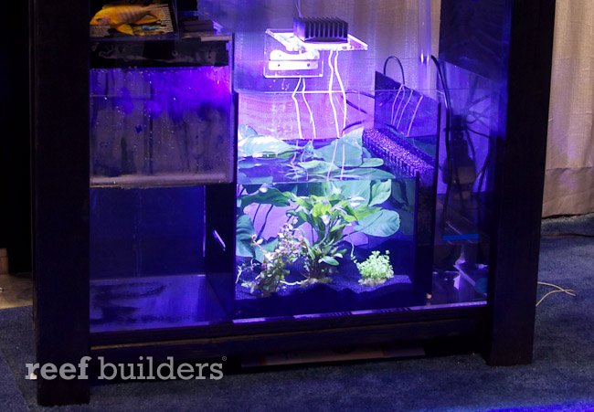 Eshopps Diversifying Their Sump Filters With The Fs Series Wet Dry Reef Builders The Reef And Saltwater Aquarium Blog,Types Of Eagles In California