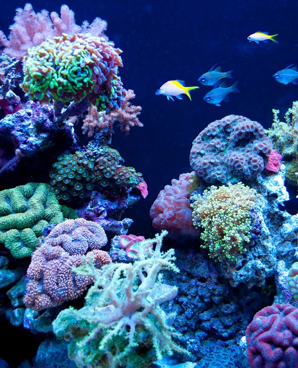 Phishy Business reef aquarium is an exemplary coral display | Reef ...