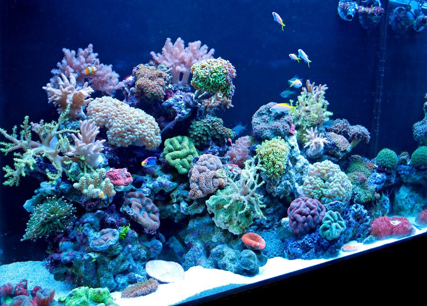 Aquarium Décor Coral Display and Photo Box for Aquariums Pet Supplies ...