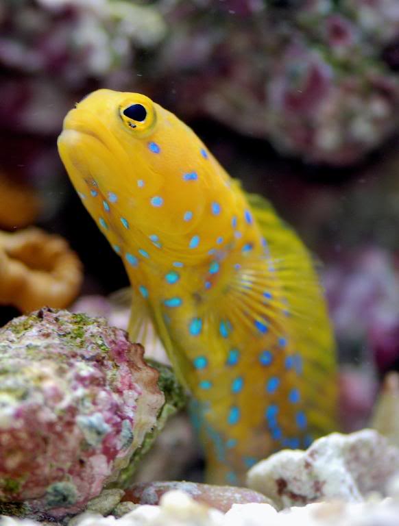 Pair of rare yellow bluespot jawfish appear at Sea Dwelling Creatures
