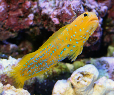 Awesome Fish Spotlight: the Blue Spot Jawfish, Reef Builders