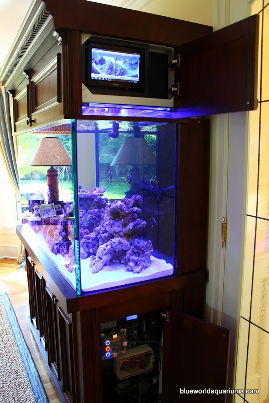 High Tech Saltwater Aquarium Tie Swallow