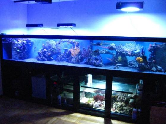 800 gallon fish tank
