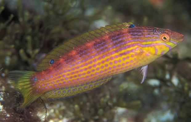 Suezichthys rosenblatti - a new wrasse from isolated Chilean islands ...