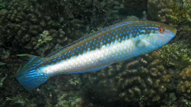 Suezichthys rosenblatti a new wrasse from isolated Chilean islands