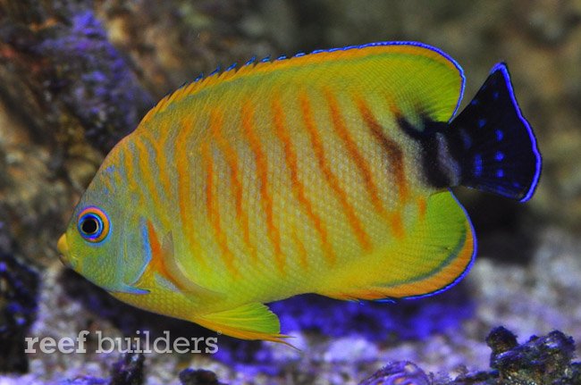 tigerpyge-hybrid-lemonpeel-eibli-angelfish-10